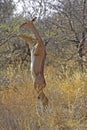 Gerenuk or Waller`s Gazelle, litocranius walleri, Female eating Leaves, standing on its Hind Legs, Samburu Park in Kenya Royalty Free Stock Photo