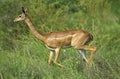 Gerenuk or Waller`s Gazelle, litocranius walleri, Female, Samburu Park in Kenya Royalty Free Stock Photo