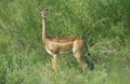 Gerenuk or Waller`s Gazelle, litocranius walleri, Female at Samburu Park in Kenya Royalty Free Stock Photo