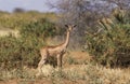 Gerenuk or Waller`s Gazelle, litocranius walleri, Female in Savanna, Samburu Park in Kenya Royalty Free Stock Photo