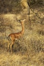 Gerenuk or Waller`s Gazelle, litocranius walleri, Female standing in Bush, Samburu park in Kenya Royalty Free Stock Photo