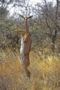 Gerenuk or Waller`s Gazelle, litocranius walleri, Female standing on Hind Legs, Eating Leaves, Samburu Parc in Kenya Royalty Free Stock Photo