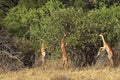 Gerenuk or Waller`s Gazelle, litocranius walleri, Group standing on Hind Legs, Eating Leaves, Samburu Parc in Kenya Royalty Free Stock Photo