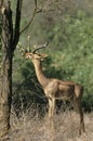 GERENUK OR WALLER`S GAZELLE litocranius walleri, MALE ADULT EATING LEAVES, KENYA Royalty Free Stock Photo