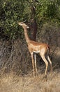 Gerenuk or Waller`s Gazelle, litocranius walleri, Male eating Leaves in Bush, Samburu park in Kenya Royalty Free Stock Photo