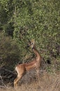 Gerenuk or Waller`s Gazelle, litocranius walleri, Male eating Leaves in Bush, Samburu park in Kenya Royalty Free Stock Photo