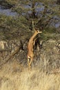 Gerenuk or Waller`s Gazelle, litocranius walleri, Male eating Leaves, standing on its Hind Legs, Samburu Park in Kenya Royalty Free Stock Photo