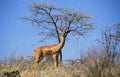 Gerenuk or Waller`s Gazelle, litocranius walleri, Male, Samburu Park in Kenya Royalty Free Stock Photo