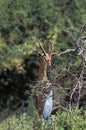 Gerenuk or Waller`s Gazelle, litocranius walleri, Male standing on Hind Legs, Eating Acacias`s Leaves, Samburu Park in Kenya Royalty Free Stock Photo