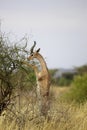 Gerenuk or Waller`s Gazelle, litocranius walleri, Male standing on Hind Legs, Eating Leaves, Samburu Parc in Kenya Royalty Free Stock Photo