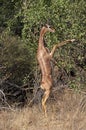 Gerenuk or Waller`s Gazelle, litocranius walleri, Male standing on Hind Legs, Eating Leaves, Samburu Parc in Kenya Royalty Free Stock Photo