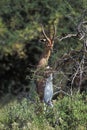 Gerenuk or Waller`s Gazelle, litocranius walleri, Male standing on its Hind Legs, Eating leaves, Samburu Park in Kenya Royalty Free Stock Photo