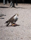 Gerfalcon on the ground Royalty Free Stock Photo