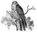 Gerfalcon I Antique Bird Illustrations