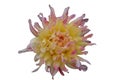 Gergina Flower Close Up isolate on white background Royalty Free Stock Photo