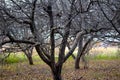 Geriatric and Nude Apple Trees