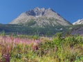 Gerlach Peak and colorful plants