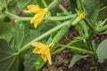 Germ of cucumber. Growing cucumbers in greenhouses