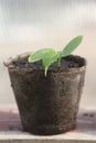 Germ cucumber in peat pots Royalty Free Stock Photo