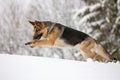 German shepherd running in the snow Royalty Free Stock Photo