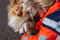 Animal medic puts bandage on a dog