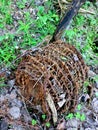 German barbed wire from the Second World War. military archeology.