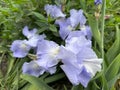 German bearded blue iris