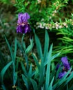German Bearded Iris on Film