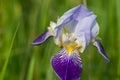 German bearded iris  flower closeup selective focus Royalty Free Stock Photo