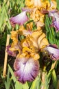 German bearded iris flowers nature