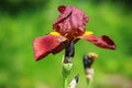 German bearded iris (Iris germanica) Red Zinger.