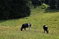 German Black Pied cattle Deutsche schwarzbunte Royalty Free Stock Photo