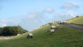 Idyllic view on sheep on a dyke with grass