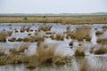 German bog landscape Royalty Free Stock Photo