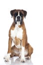 German boxer dog