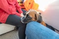 German Boxer Dog on excursion boat with the flag of Sweden on the beautiful tour in Stockholm Sweden Royalty Free Stock Photo