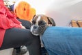 German Boxer Dog on excursion boat with the flag of Sweden on the beautiful tour in Stockholm Sweden Royalty Free Stock Photo