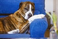 German boxer dog lying on couch Big breed of short-haired clever canine pet Royalty Free Stock Photo