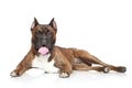 German Boxer dog Royalty Free Stock Photo