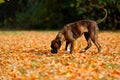 German boxer dog