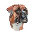 German boxer dog portrait Royalty Free Stock Photo