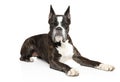 German Boxer dog resting on a white Royalty Free Stock Photo