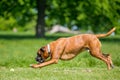 German Boxer Dog running and jumping chasing a ball in a field with tree.