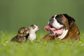 German boxer dog with two little kittens