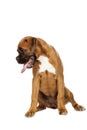 German Boxer puppy (5 month) Royalty Free Stock Photo