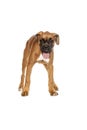 German Boxer puppy (5 month) Royalty Free Stock Photo