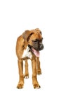 German Boxer puppy (5 month) Royalty Free Stock Photo