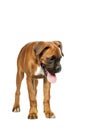 German Boxer puppy (5 month) Royalty Free Stock Photo