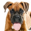 German Boxer puppy (5 month) Royalty Free Stock Photo