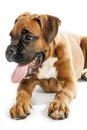 German Boxer puppy (5 month) Royalty Free Stock Photo
